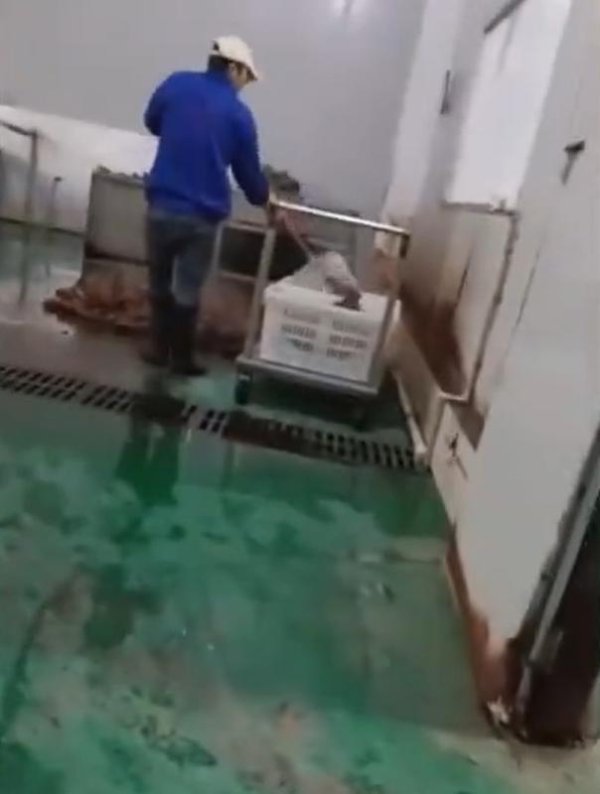 极目锐评丨牛肚加工环境令人反胃，带货网红该担何责